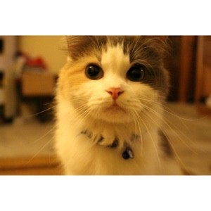 Puteri Balqis Mohd Arif