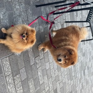 Andrea Michelli Lopez